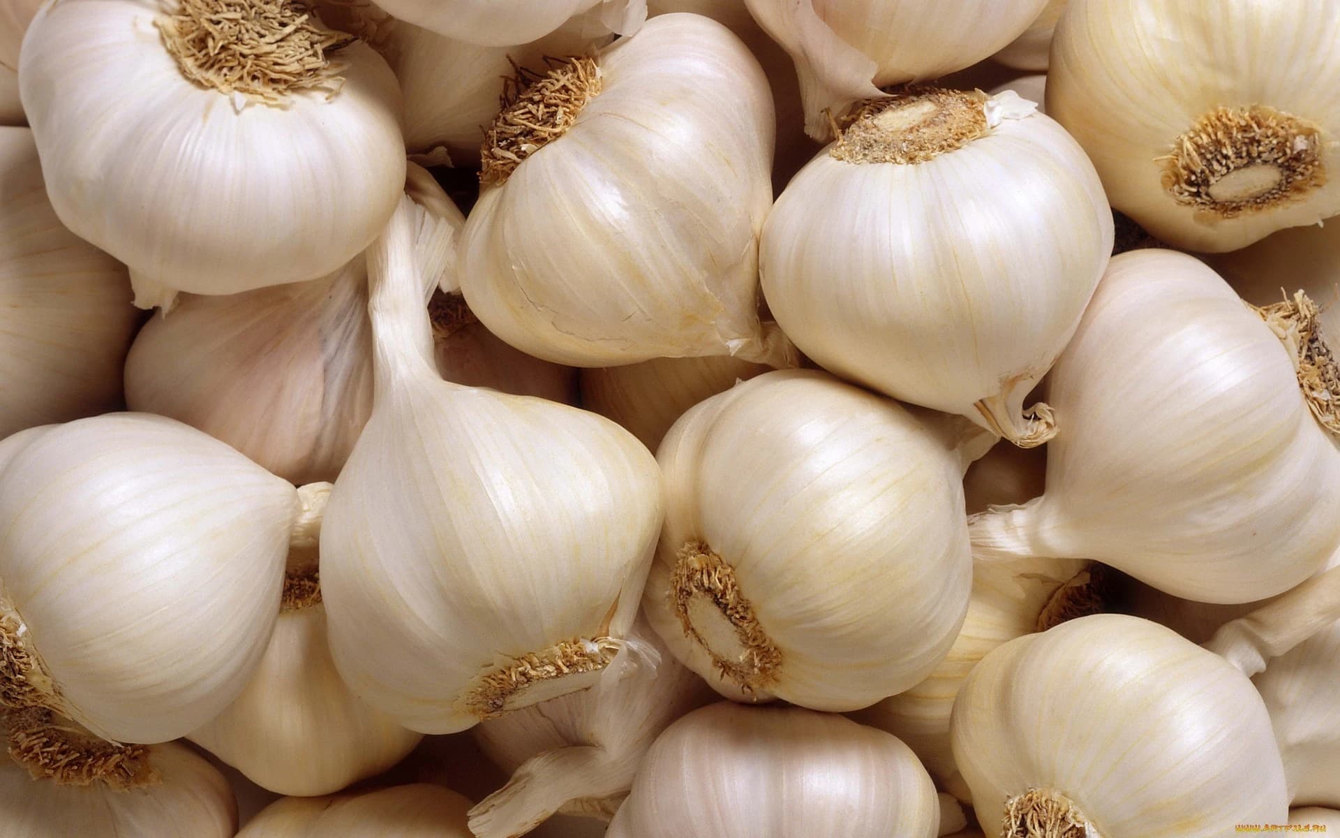 Garlic Products
